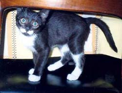 chat
